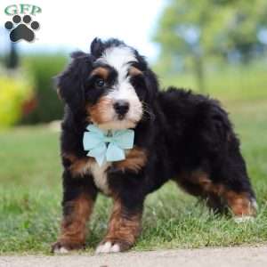 A Boy Named Sue, Mini Bernedoodle Puppy